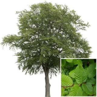 haagbeuk carpinus-betulus blad eikel webshop