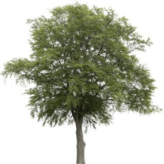 haagbeuk carpinus-betulus eikel webshop