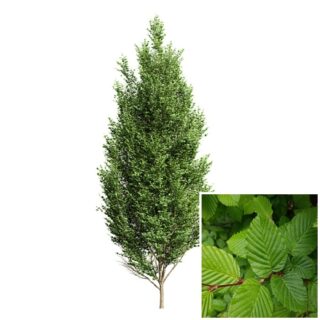 haagbeuk carpinus-betulus veer blad eikel webshop