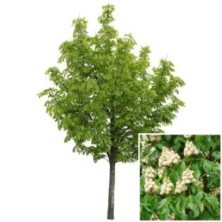witte paardenkastanje-Aesculus hippocastanum-blad-eikel-shop