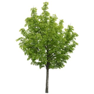 witte paardenkastanje-Aesculus hippocastanum-eikel-shop