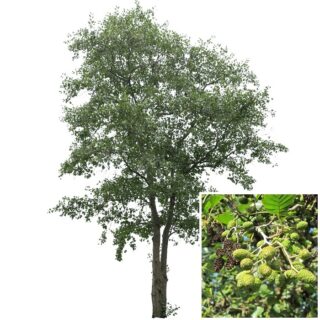 zwarte els Alnus glutinosa blad eikel webshop