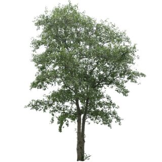 zwarte els Alnus glutinosa eikel webshop